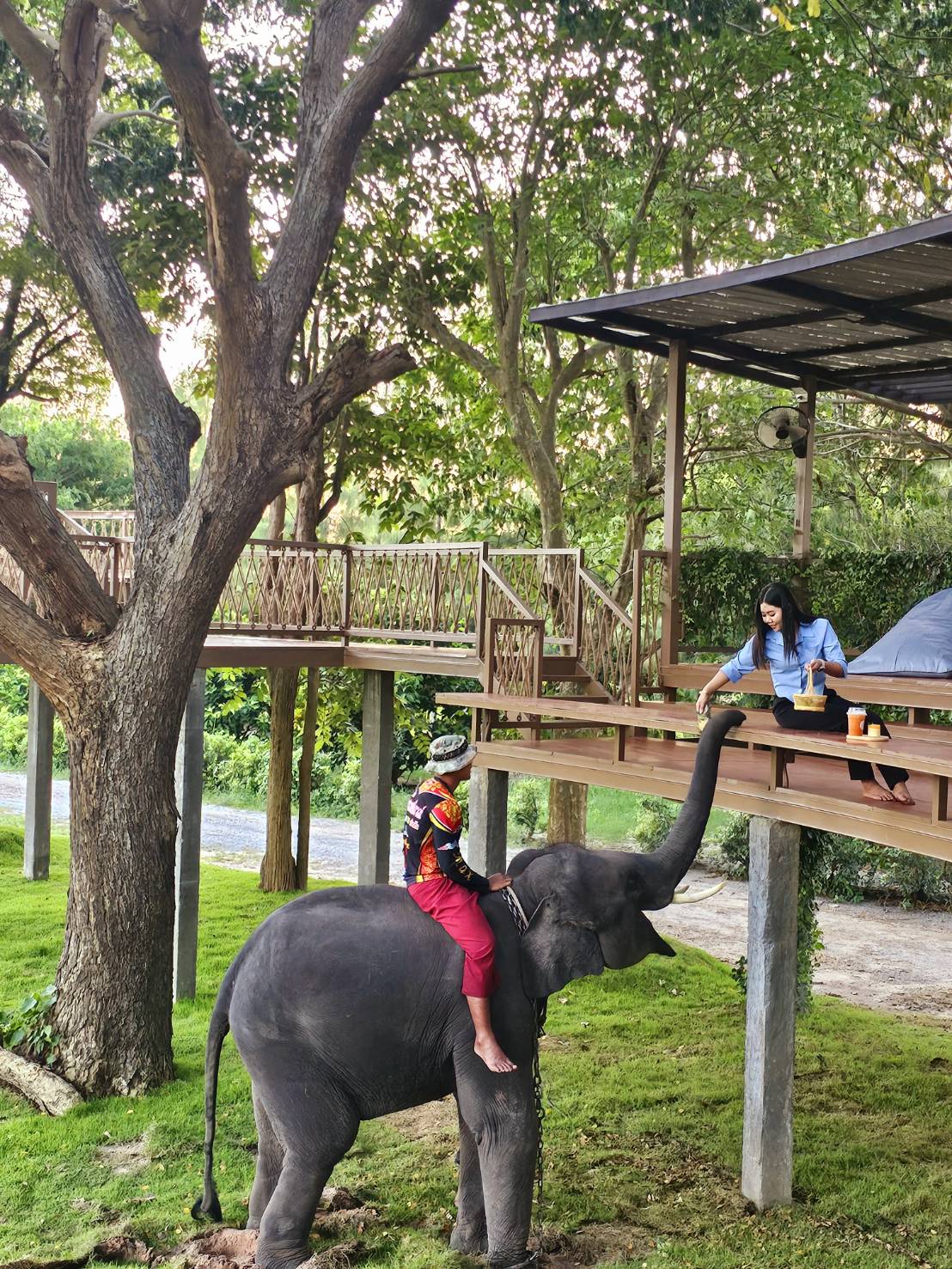 Elephant experience in a green natural setting